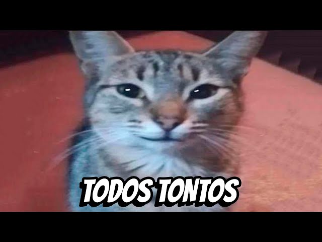 1 Hora de Shitposting Compilation | Especial 100k