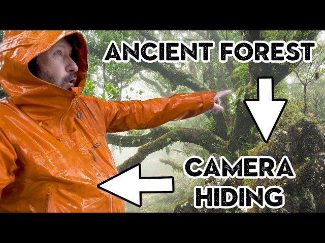 Shooting Ancient Trees in a Storm — The Shots That Surprised Me