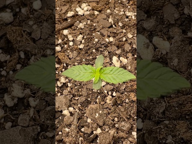 Daily updates 🍀😎 #sologetbands #spiderfarmer #plantslover #viral #music #shorts