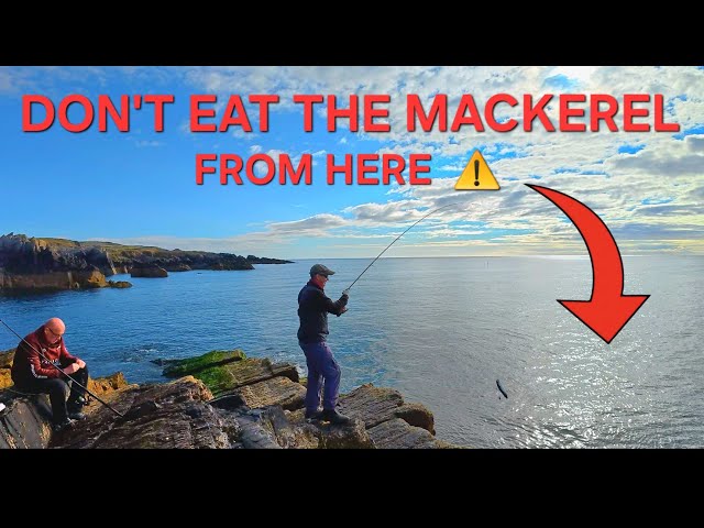 Mackerel Fishing: Look What's Inside Them! I Couldn't Believe It 🤮 | UK Sea Fishing