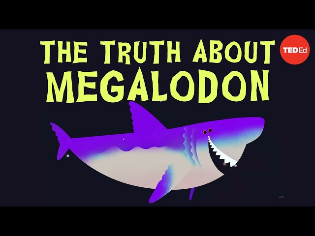 Why did Megalodon go extinct? - Jack Cooper and Catalina Pimiento