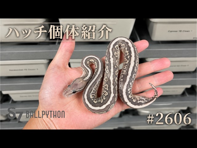 ハッチ個体紹介 【2606】