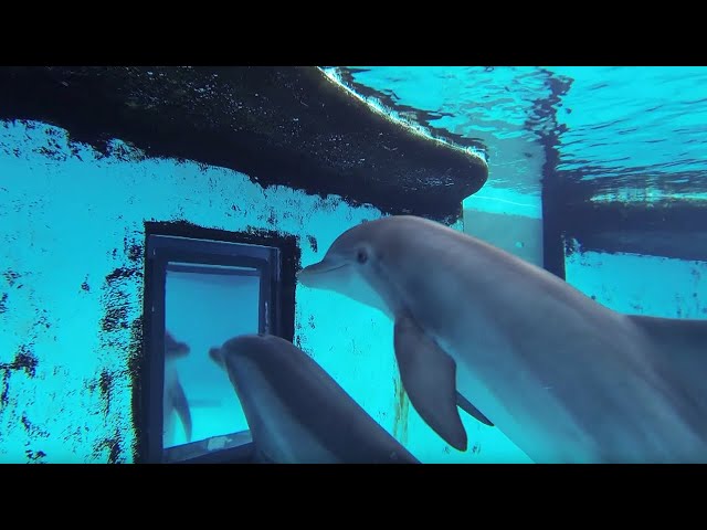 Dolphins: How Smart are They Actually? |  Inside the Animal Mind | BBC Earth
