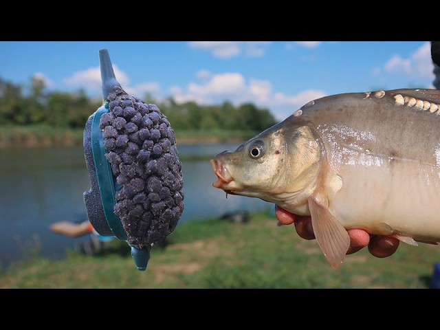 Flat feeder fishing, catching all kinds of fish here