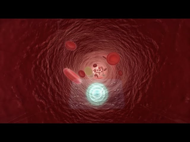 Aprender Conectados: Cuerpo Humano