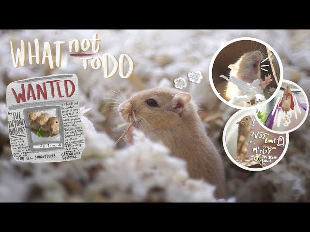 Avoid These Mistakes When Getting Gerbils! 🐹