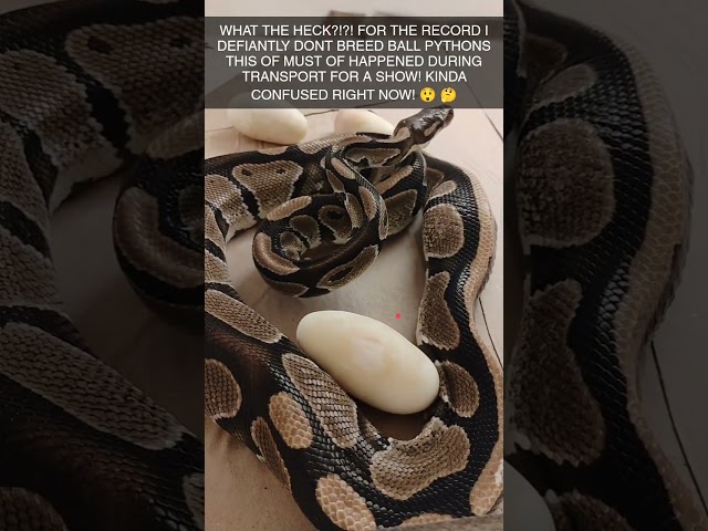 NOT SURE WHAT HAPPENED?! OUR #rescue #ballpython Butter laid eggs!!! Something new everyday!!!