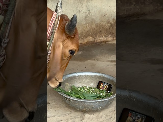 The cow also hed to see the phone 📱 🐄#shorts (@aarvishanvikimasti )