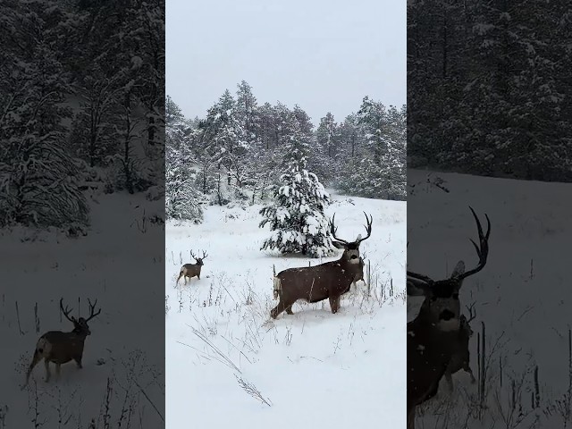 Big mule deer bucks on my first day in Colorado! #muledeerhunting #muledeer #deer #bucks