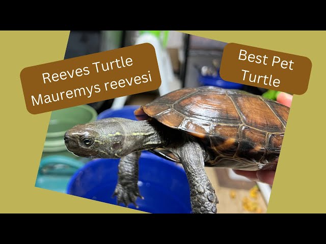 Reeves Turtles & Reeves Hybrids (Mauremys reevesi)