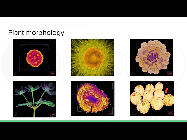 Topological Data Analysis (TDA) for Quantifying Plant Morphology