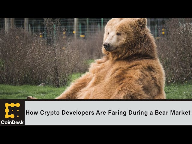 How Crypto Developers Are Faring During a Bear Market
