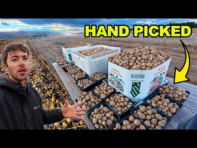 Huge Potato Harvest On a Small Vegetable Farm 