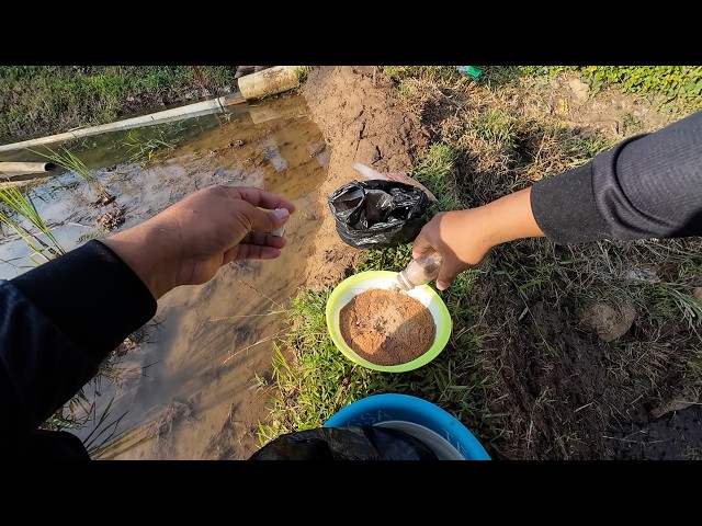 Mancing Borongan Rp 8 Juta Tiket 350 Ribu, Gurame 4KG UP Tanam 70 Ekor, ZONK PARAH