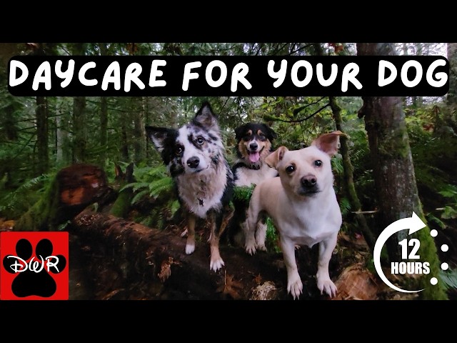 DOG TV 12 Hours 🐕 Adventures for Dogs | Keeps Dogs Calm & Entertained