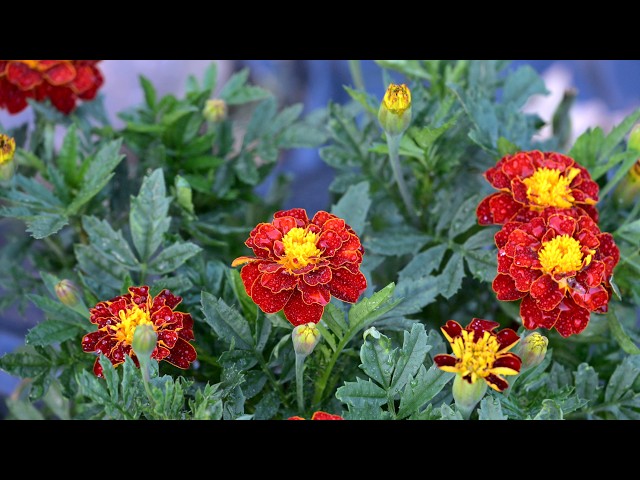 Samples Video Nikon NIKKOR Z 24 200mm f4 6 3 VR Lens Unboxing First Use #4k #sample #testvideos