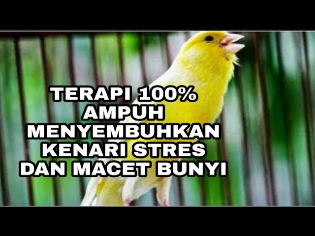 TERAPI AMPUH MENYEMBUHKAN KENARI MACET BUNYI