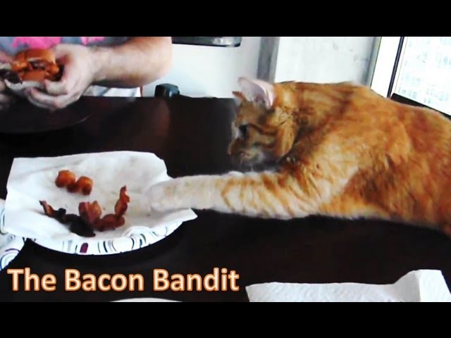 Boo The Bacon Bandit (Silly Boo) / ベーコン強盗ネコ『ブー』（シリーなブー）