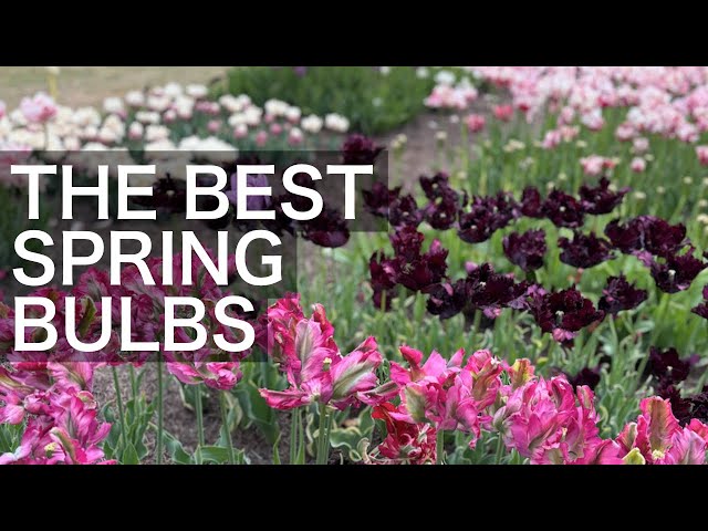 The BEST Spring Bulbs to Plant in Autumn - Bulb Planting Guide