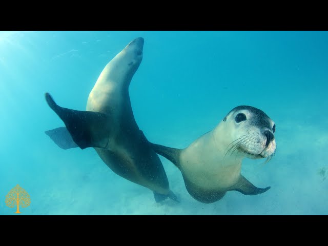 Acalmar a Mente - Música Relaxante e Fundo do Mar ♪ Meditar, Música para Dormir, Naturaleza Música