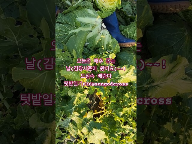 Hôm nay là ngày hái bắp cải (mùa kim chi đã đến rồi)~~!