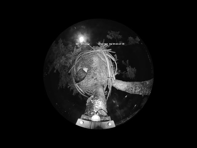 HWF-WR-Wide Live Stream