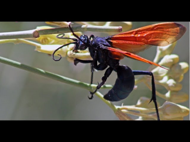 Top 10 deadliest insects