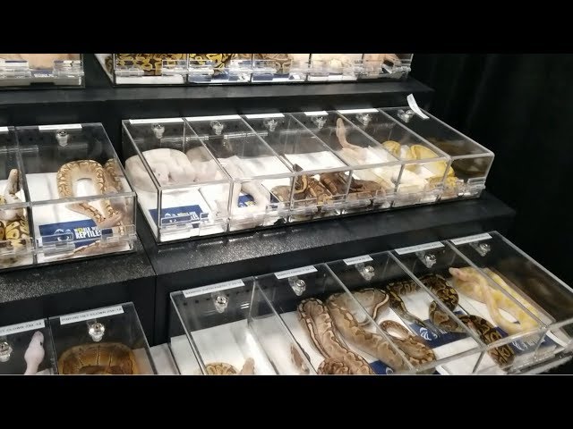 NARBC 2018 - Sneak Peek - Vendors Setup