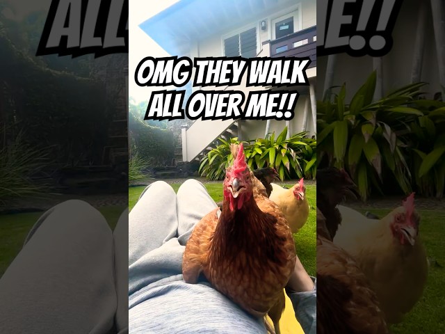 🐔💕 HELP! My chickens WALK ALL OVER ME! LOL