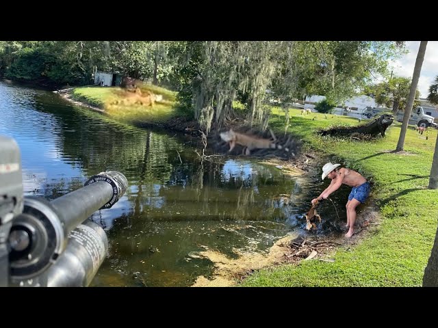 Iguanas in Florida: Called in to Remove Trespassing iguanas from Private Property!