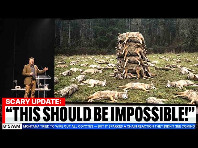 Montana Tried to Wipe Out ALL Coyotes — But It Sparked a Chain Reaction They Didn’t See Coming