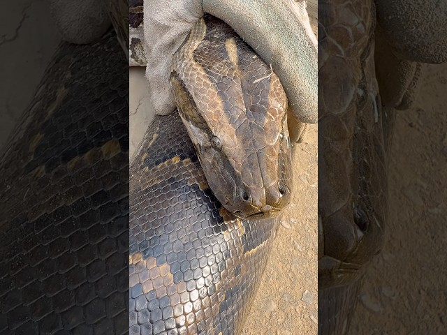 #snakevideo #viral #python #animals #wildlife @chitransh_Bhai2.0 #shorts