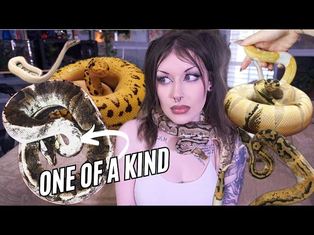 MEET ALL OF MY BALL PYTHONS!