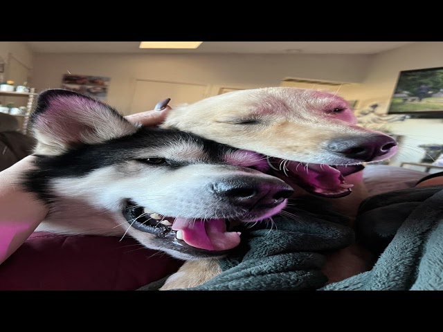 Stunning memes from r/rarepuppers | Lowtax