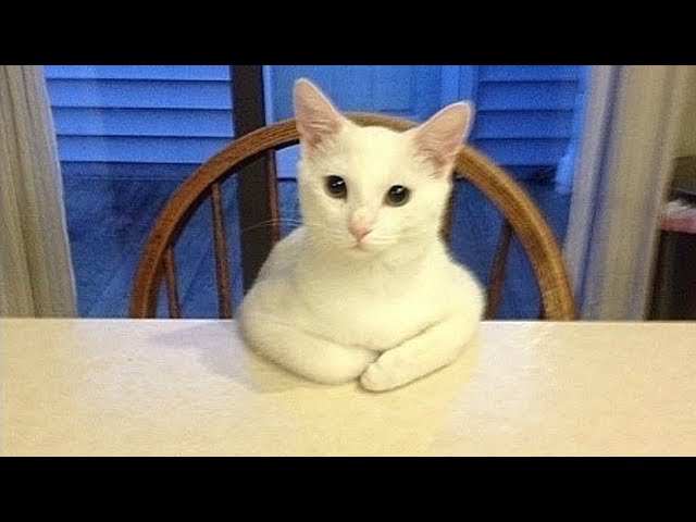 20 Strange Cat Behaviors Explained!