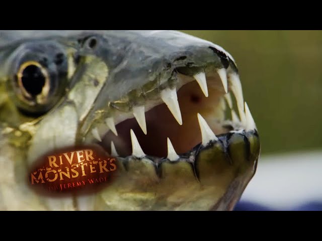 The Lethal Bite of a Tiger Fish | TIGER FISH | River Monsters
