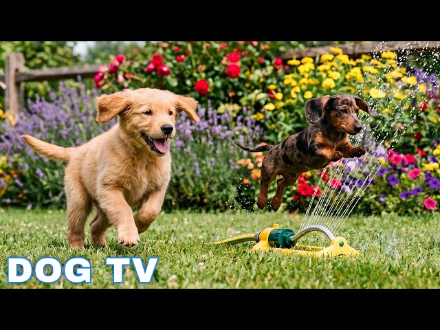 12 Hours of Dog TV for Dogs to Watch Relax 📺 Soft Piano for Dog Loneliness 🎹 Stay Peaceful & Happy 🐾