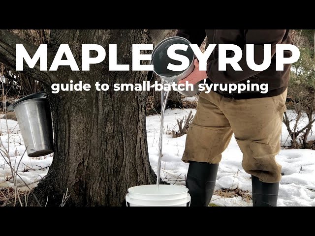 Small batch MAPLE SYRUP making: you only need 1 tree!