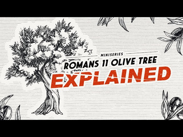 Romans 11 Olive Tree EXPLAINED | Gateway Center for Israel