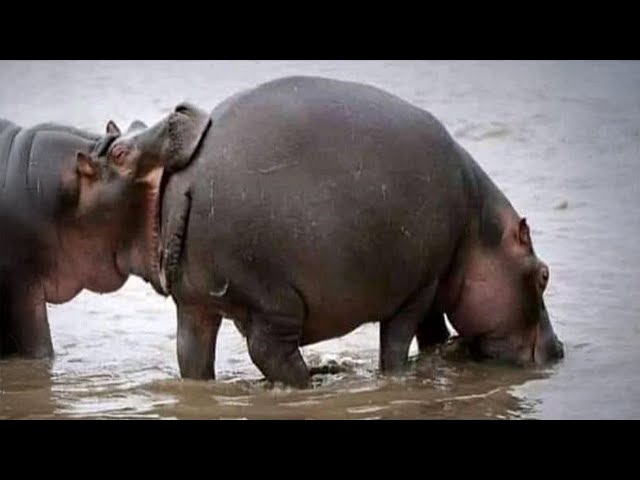 You Will Die Laughing At These Animals 😹 Funniest Animal of 2025 Ever!