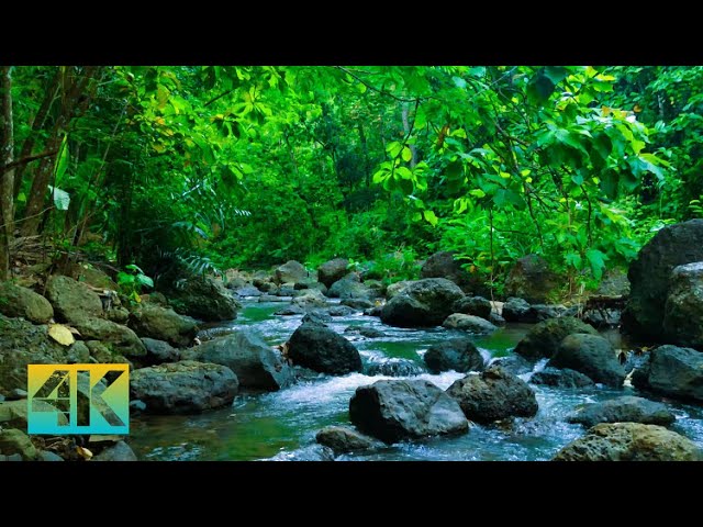 Forest Ambience | Beautiful Stream Sounds for Peaceful Sleep,Deep Rest,Medicine ASMR