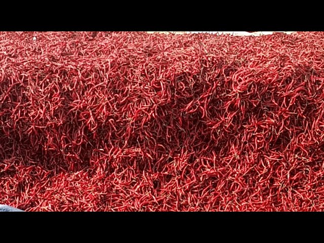 Indian Village Farmer is live