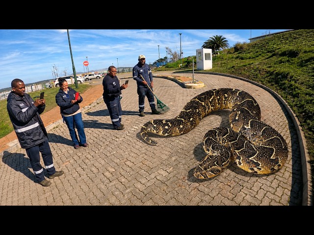 Deadly Snake On Campus