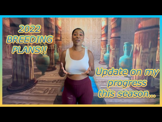BREEDING PLANS 2022 | UPDATES ON MY PROGRESS THIS SEASON | BALL PYTHON BREEDER | PRECIOUS PYTHONS