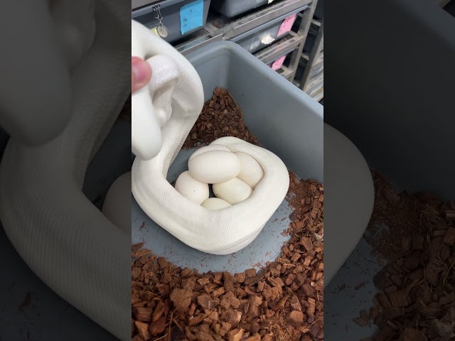 Blue Eyed Leucistic Ball Python eggs!
