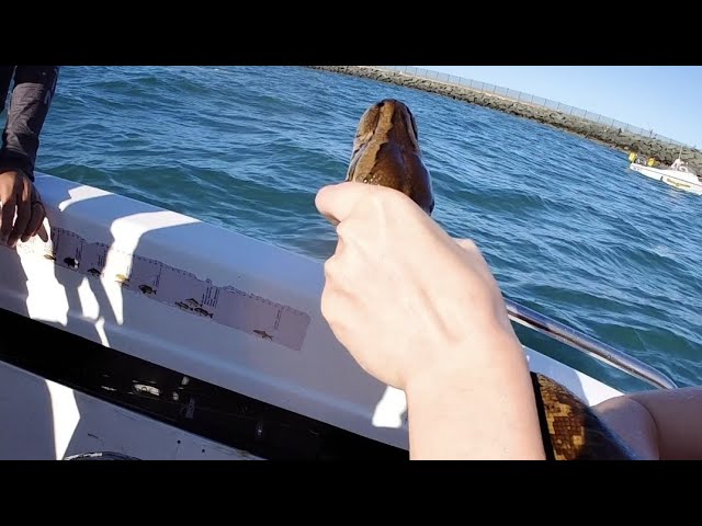 A PYTHON OUT AT SEA!