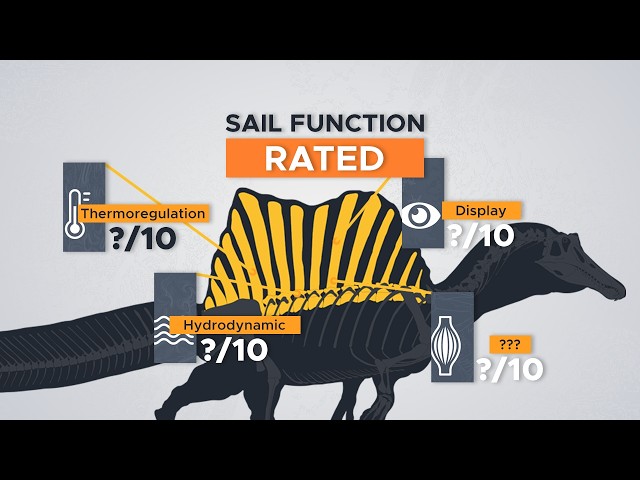 Rating Spinosaurus' Sail Function Hypotheses