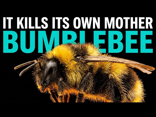 The Bumblebee: The Creature Without Which a Third of Your Food Would Disappear