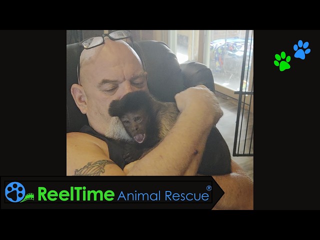 Meet Sissy the Capuchin From Trauma to Trust | SEMO Exotic Sanctuary