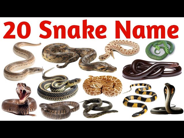 20 साँपों के नाम | Learn 20 Snake Names in English for Kids, Students and Beginners